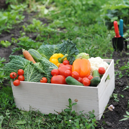 New Vegetables for Your Spring Garden